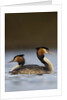 Pair of Great Crested Grebes by Anonymous