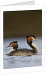 Pair of Great Crested Grebes by Anonymous