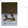 Pair of Great Crested Grebes by Anonymous