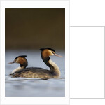 Pair of Great Crested Grebes by Anonymous
