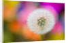 Dandelion Seed Head by Anonymous