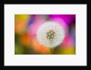 Dandelion Seed Head by Anonymous