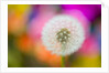 Dandelion Seed Head by Anonymous