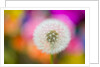 Dandelion Seed Head by Anonymous