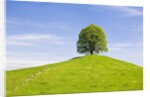 Lime Tree on Grassy Hill by Anonymous