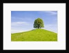 Lime Tree on Grassy Hill by Anonymous