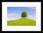 Lime Tree on Grassy Hill by Anonymous