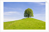 Lime Tree on Grassy Hill by Anonymous