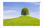 Lime Tree on Grassy Hill by Anonymous