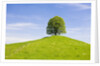 Lime Tree on Grassy Hill by Anonymous