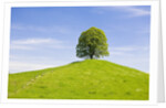 Lime Tree on Grassy Hill by Anonymous