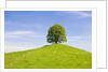 Lime Tree on Grassy Hill by Anonymous