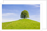 Lime Tree on Grassy Hill by Anonymous