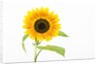 Sunflower by Anonymous
