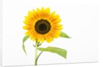 Sunflower by Anonymous