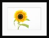 Sunflower by Anonymous