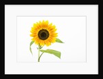 Sunflower by Anonymous
