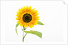 Sunflower by Anonymous