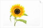 Sunflower by Anonymous
