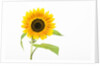 Sunflower by Anonymous