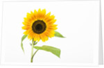Sunflower by Anonymous