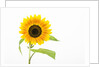 Sunflower by Anonymous