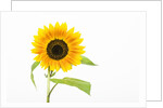 Sunflower by Anonymous