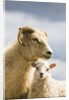 Adult Icelandic Sheep with Lamb by Anonymous