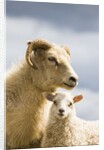 Adult Icelandic Sheep with Lamb by Anonymous