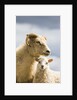 Adult Icelandic Sheep with Lamb by Anonymous