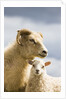 Adult Icelandic Sheep with Lamb by Anonymous