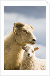 Adult Icelandic Sheep with Lamb by Anonymous