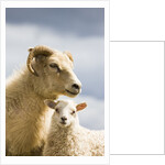 Adult Icelandic Sheep with Lamb by Anonymous