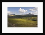 Vineyards Near Partinico on Sicily by Anonymous