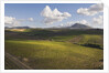 Vineyards Near Partinico on Sicily by Anonymous