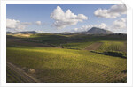 Vineyards Near Partinico on Sicily by Anonymous
