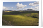 Vineyards Near Partinico on Sicily by Anonymous