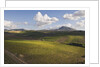 Vineyards Near Partinico on Sicily by Anonymous