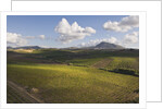Vineyards Near Partinico on Sicily by Anonymous