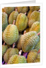 Durian at Tai Po Market in Hong Kong by Anonymous