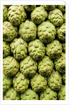 Artichokes at Boqueria Market in Barcelona by Anonymous