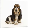 Basset Hound Puppy by Anonymous