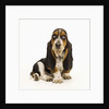 Basset Hound Puppy by Anonymous