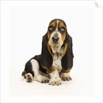 Basset Hound Puppy by Anonymous
