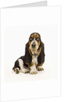 Basset Hound Puppy by Anonymous