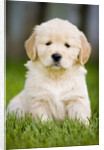 Golden Retriever Puppy by Anonymous