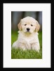 Golden Retriever Puppy by Anonymous