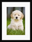 Golden Retriever Puppy by Anonymous