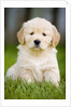 Golden Retriever Puppy by Anonymous