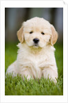 Golden Retriever Puppy by Anonymous